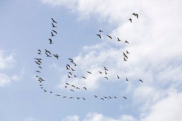 Flock of birds by Barbara Brolsma