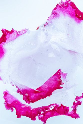 Alpenveilchen Rot und Weiß mit Eis 2