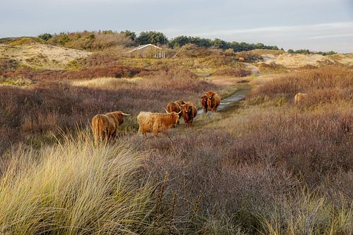 Schotse hooglander in duin