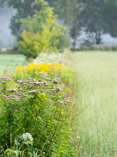 Les fleurs des champs par Helene de Jongh