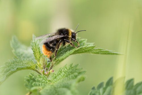 Hommel op brandnetel
