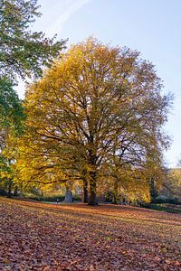 Herbst  in den Bremer Wallanlagen, Deutschland, Europa