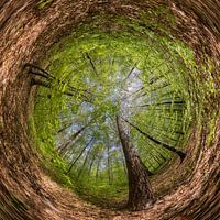 Sferisch Panorama Beukenbos in het voorjaar