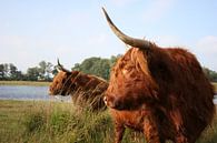 Schotse Hooglanders van André Mesker thumbnail