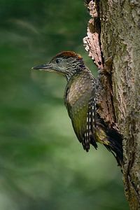 Green Woodpecker ( Picus viridis ), just fledged young, chick just after leaving its nest hole, perc van wunderbare Erde