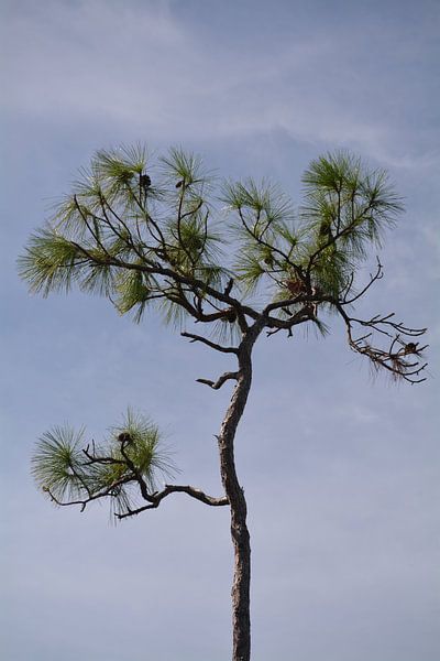 Eenzame dennenboom in de Everglades van Minimalistiche reisfotografie by.Rieneke