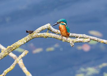 Eisvogel aus einer Fotohütte in Drenthe von Merijn Loch