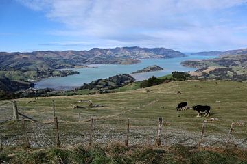 Otago Peninsula van Nicolette Suijkerbuijk