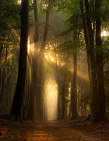 Foggy morning in the forest