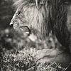 Lion mâle au Masai Mara, Kenya. sur Louis en Astrid Drent Fotografie