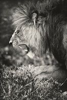 Männlicher Löwe in der Masai Mara, Kenia.