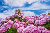 pink hydrangeas in front of blue sky
