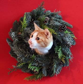 Miauende Weihnachten