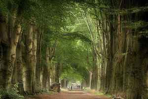 Walking in the Woods (Dutch summer forest)