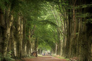 Walking in the Woods (Niederländischer Sommerwald) von Kees van Dongen