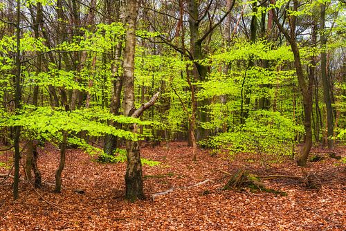Lente bos