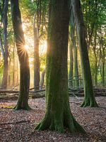 Beech forest on the Veluwe