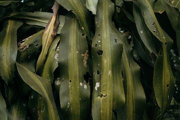 Tranquillité tropicale sur Ian Schepers