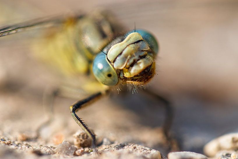 Laughing puddle bug by Antoine Deleij
