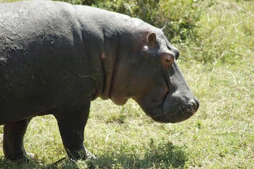 nijlpaard kwam heel dicht bij