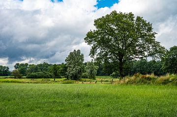 Idyllic landscape in Neuenhause, Germany