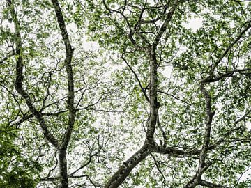 Bomen en bladeren in Budongo Oeganda van Photolovers reisfotografie