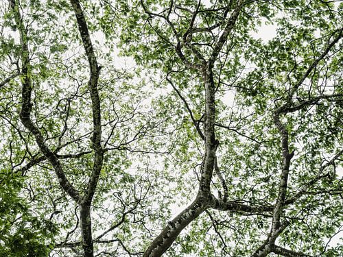 Bomen en bladeren in Budongo Oeganda