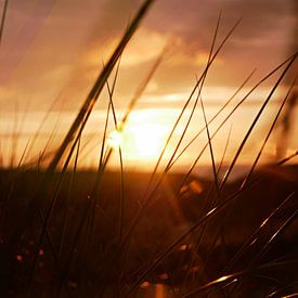 Schimmerndes Abendgras von Natuur in Focus