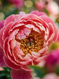 Flower in bloom by Patrick Ouwerkerk