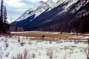 Jasper National Park van Jochem van Schaick