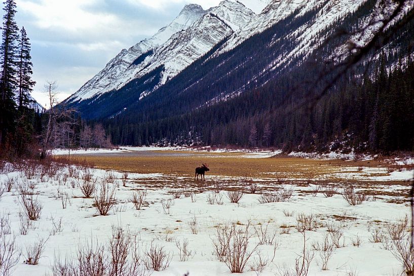 Jasper National Park van Jochem van Schaick