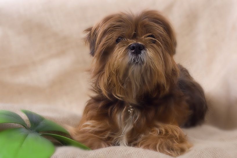 Lhasa apso by Nicole Wetzels