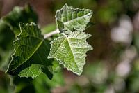 Feuille sur un arbre
