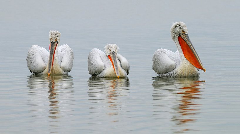 Krauskopfpelikane von Harry Eggens