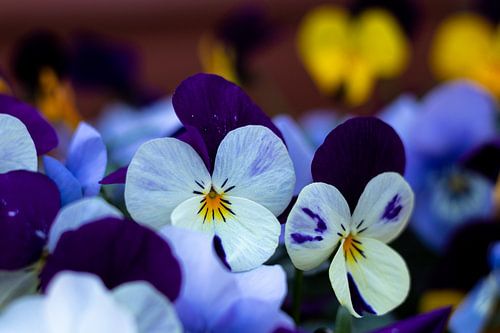 Colored violets