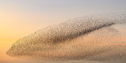 Spreeuwen tijdens zonsondergang aan het einde van een winterdag