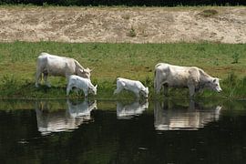 koeien by Nanda Nieuwhoff-de Groot