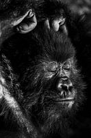 Mountain Gorilla