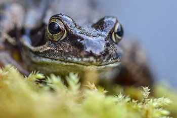 Close-up van een kikker