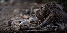 Life Beneath the Surface by Bram de Water