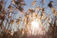 Zonlicht door rietpluimen aan oever van het water