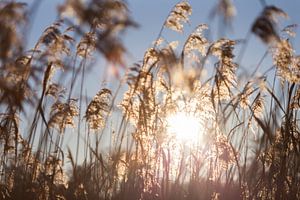 La lumière du soleil à travers les panaches de roseaux