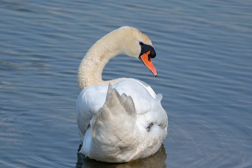 Swan Amsterdam Water Supply Dunes by Merijn Loch