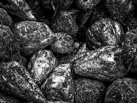 Suikerbieten van Hans van der Putten