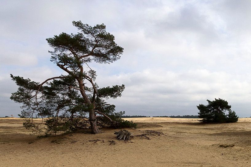 Hoge Veluwe by Edward fotografie