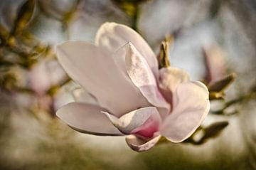 fleur de magnolia sur Jo Beerens