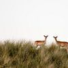 Zwei Damhirsche in den Dünen von Marcel Alsemgeest