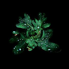 Dancing King van Evgeniya Wesseling