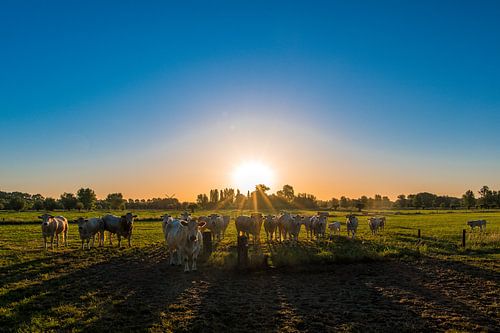 Nieuwsgierige koeien