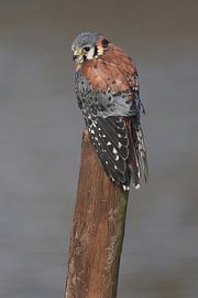 American Kestrel (Falco sparverius) by Ronald Pol